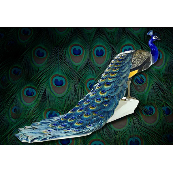 Proud as a Peacock – WMODA