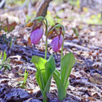 Pink-Lady's-Slipper-wild - WMODA | Wiener Museum